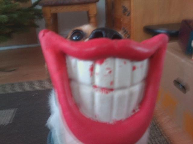 Dansk svensk gaardhund Sofus billede 4