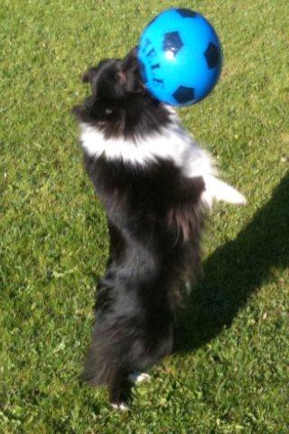 Shetland sheepdog Assie billede 1