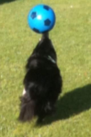 Shetland sheepdog Assie billede 2