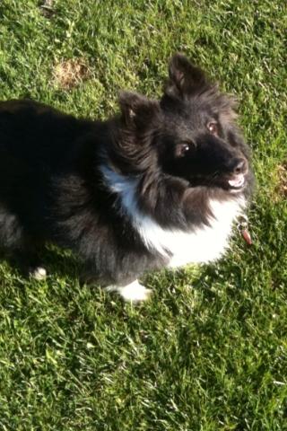 Shetland sheepdog Assie billede 3