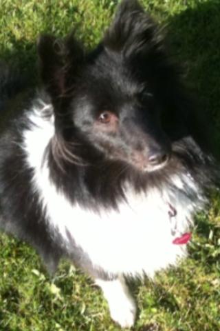 Shetland sheepdog Assie billede 4