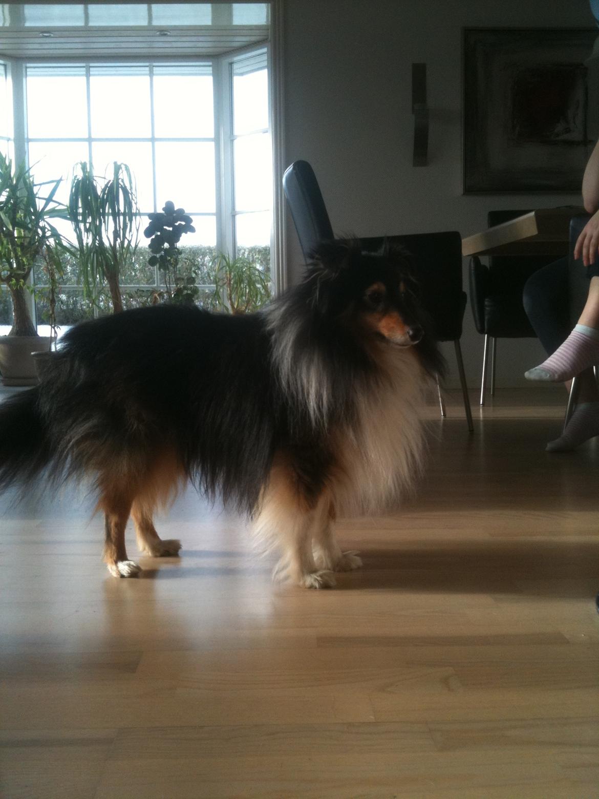 Shetland sheepdog Assie billede 5