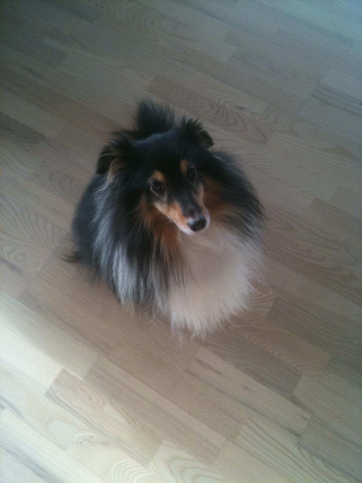 Shetland sheepdog Assie billede 6