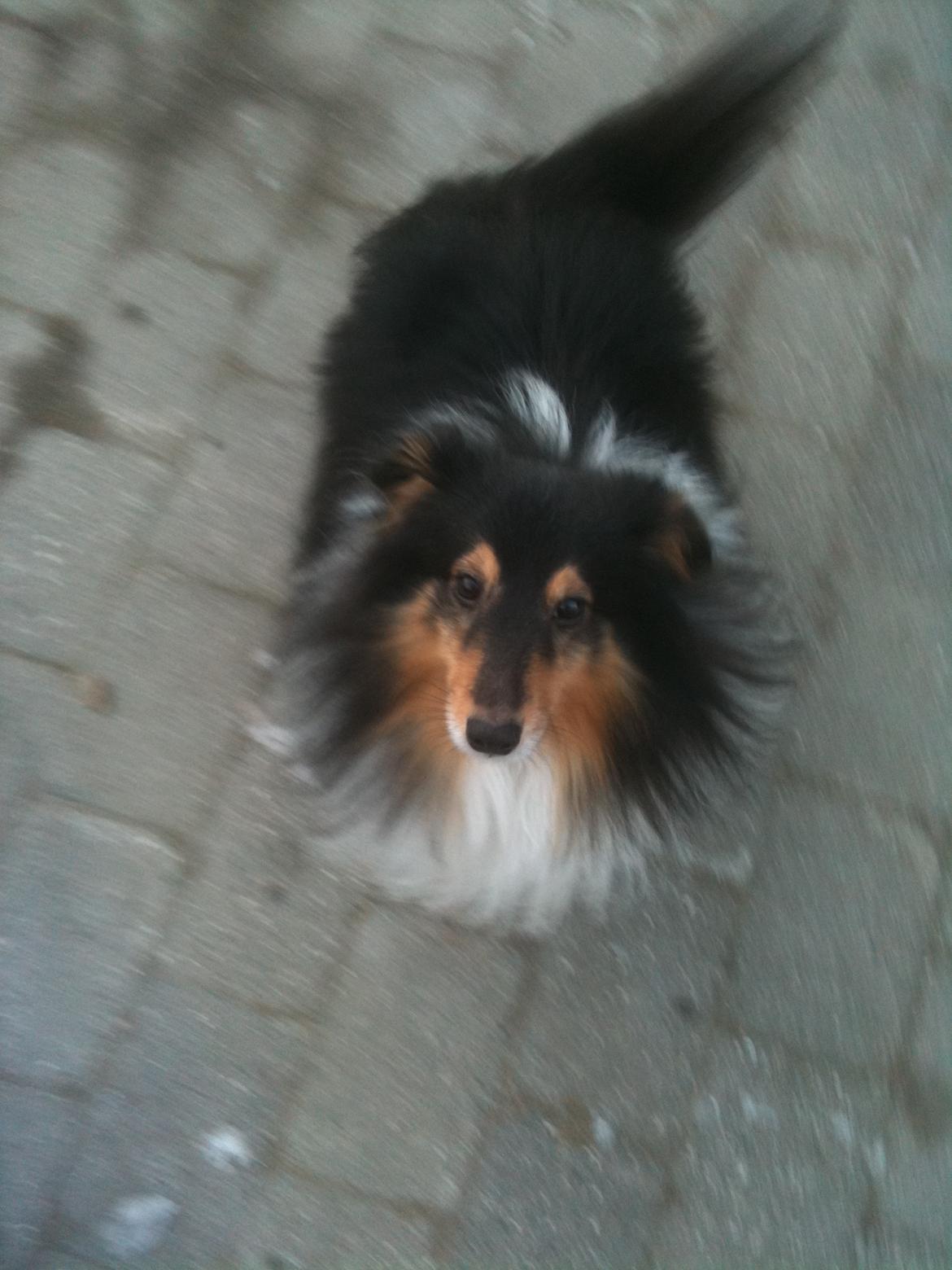 Shetland sheepdog Assie billede 7