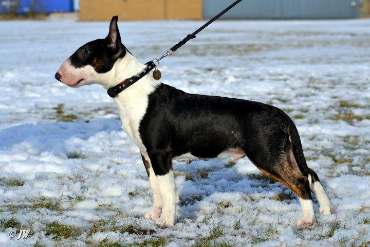 Bullterrier Bullos Agile Runner Casey by Disney - 4 mdr 3 uger billede 9
