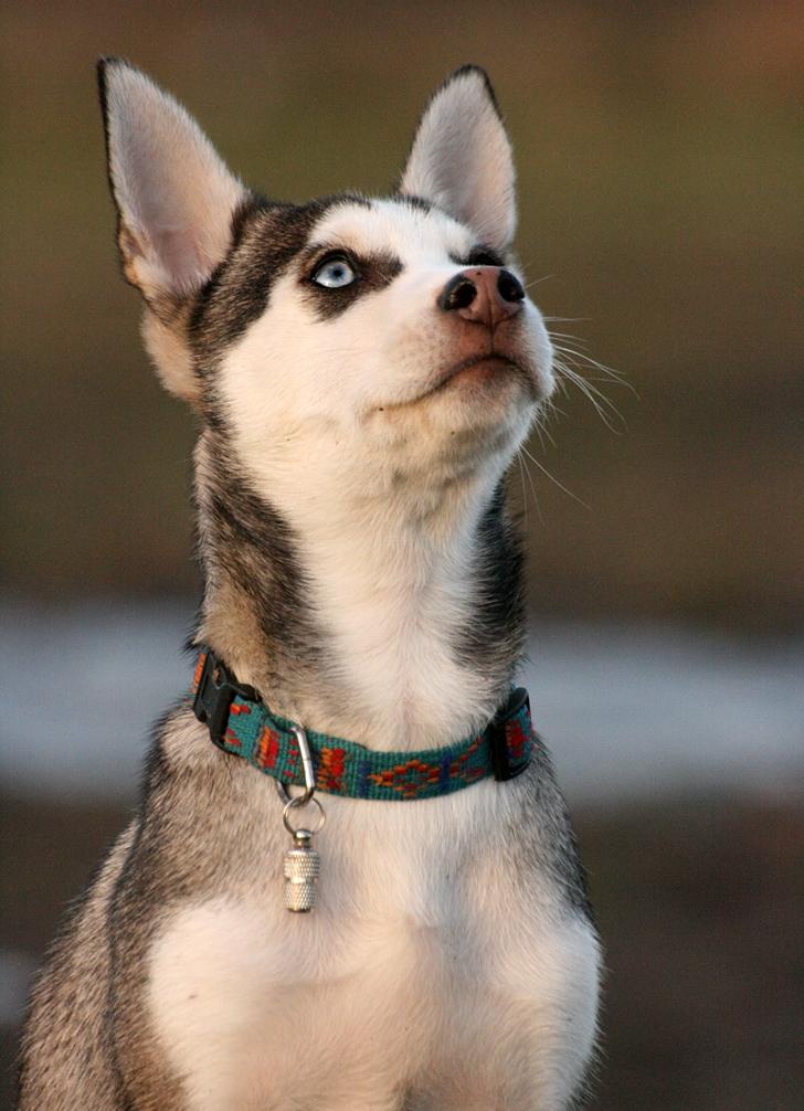 Blanding af racer Trinity billede 3