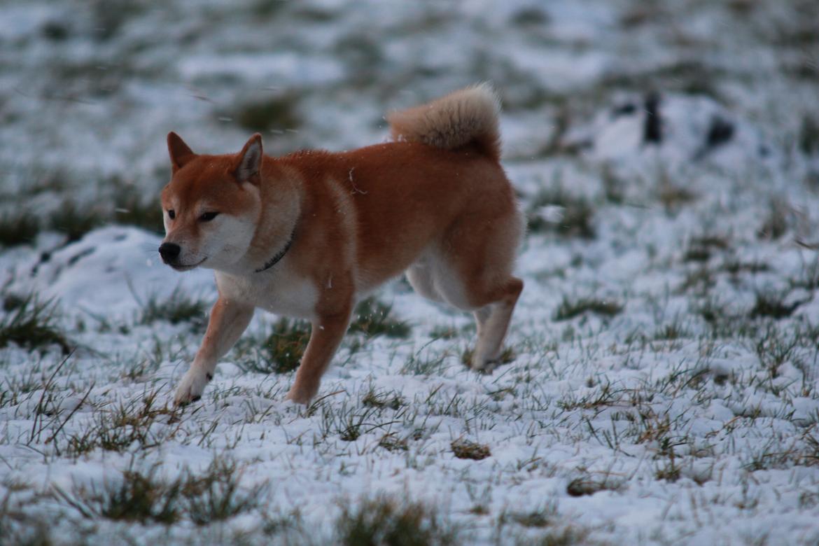 Shiba Simba (Alina's Beniaka) billede 6