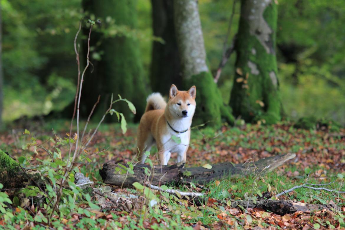 Shiba Simba (Alina's Beniaka) billede 5