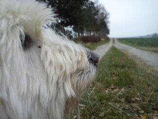 Blanding af racer *bamse* billede 16