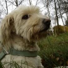 Blanding af racer *bamse* billede 17