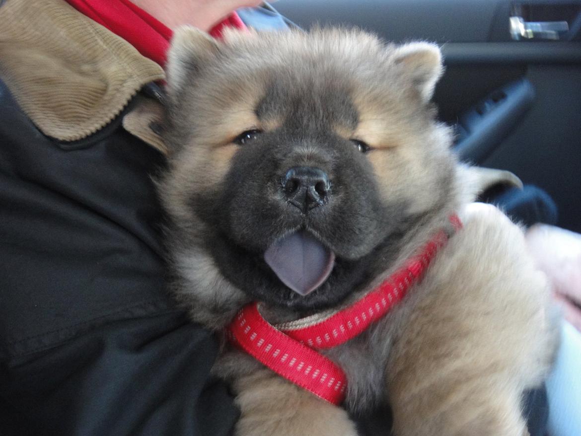 Chow chow Piuk Chow Plenty Of Joy From Santa - Velkommen til Kato's profil! :-)
Her er vi i bilen på vej hjem da vi hentede ham (17. februar 2012) billede 1