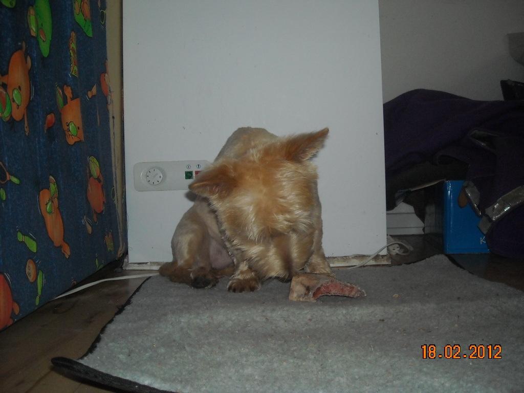 Skotsk terrier Ledagergård´s Gwen (Nancy) - Det ben er godt nok lækkert.. billede 5