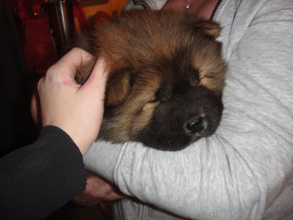 Chow chow Piuk Chow Plenty Of Joy From Santa - Den lille fyr tager sig en lur på min farmors arm. :) billede 3