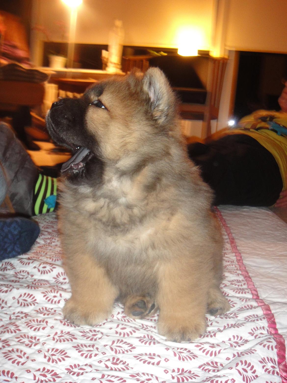 Chow chow Piuk Chow Plenty Of Joy From Santa - Mors glade dreng ;) billede 15