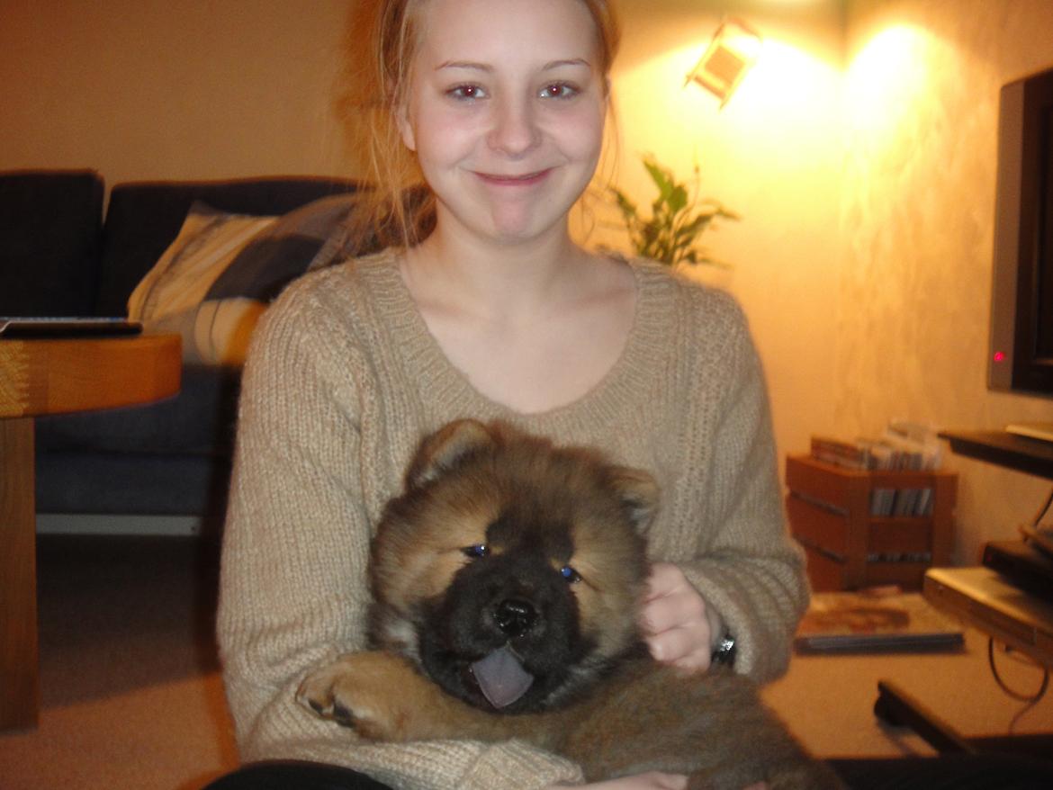 Chow chow Piuk Chow Plenty Of Joy From Santa - En stolt moster! (min søster) :-* billede 10