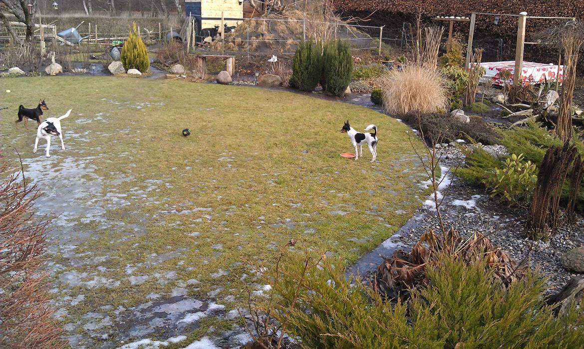 Blanding af racer Carlo - Carlos mor og far til venstre på billedet og Carlo til højre. Carlo er her 7 måneder gammel.   billede 8
