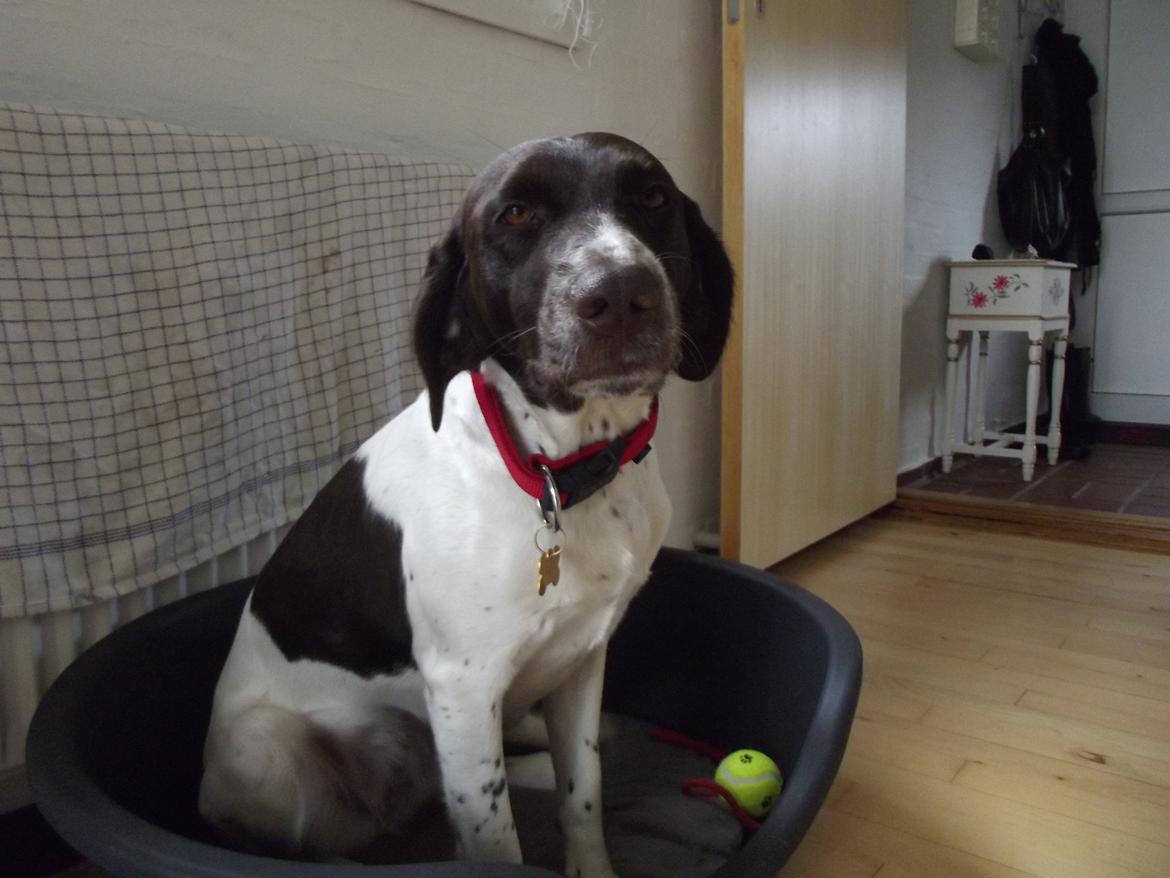 Kleiner münsterländer Molly billede 1