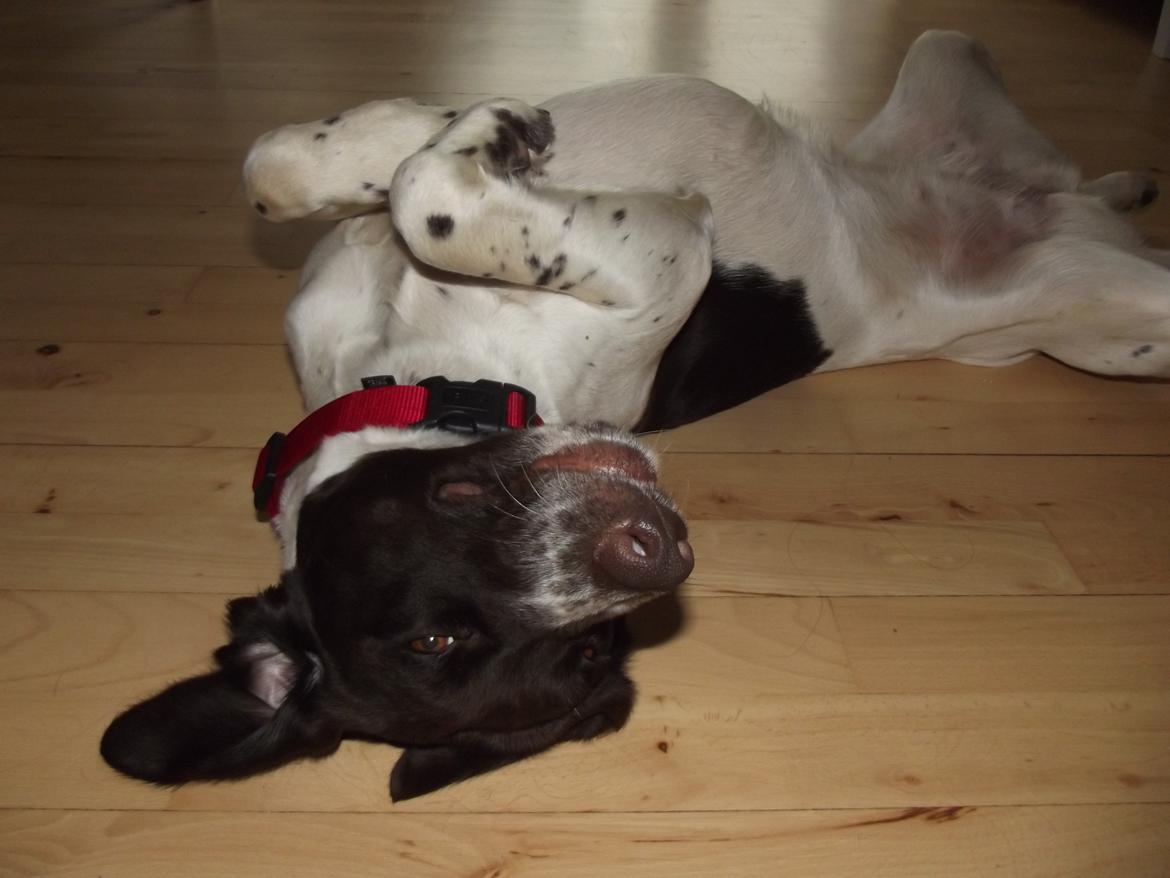 Kleiner münsterländer Molly billede 2