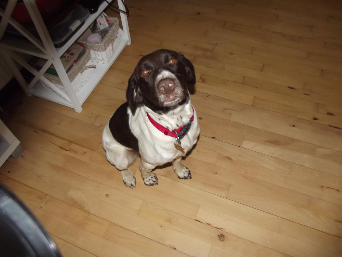 Kleiner münsterländer Molly billede 3