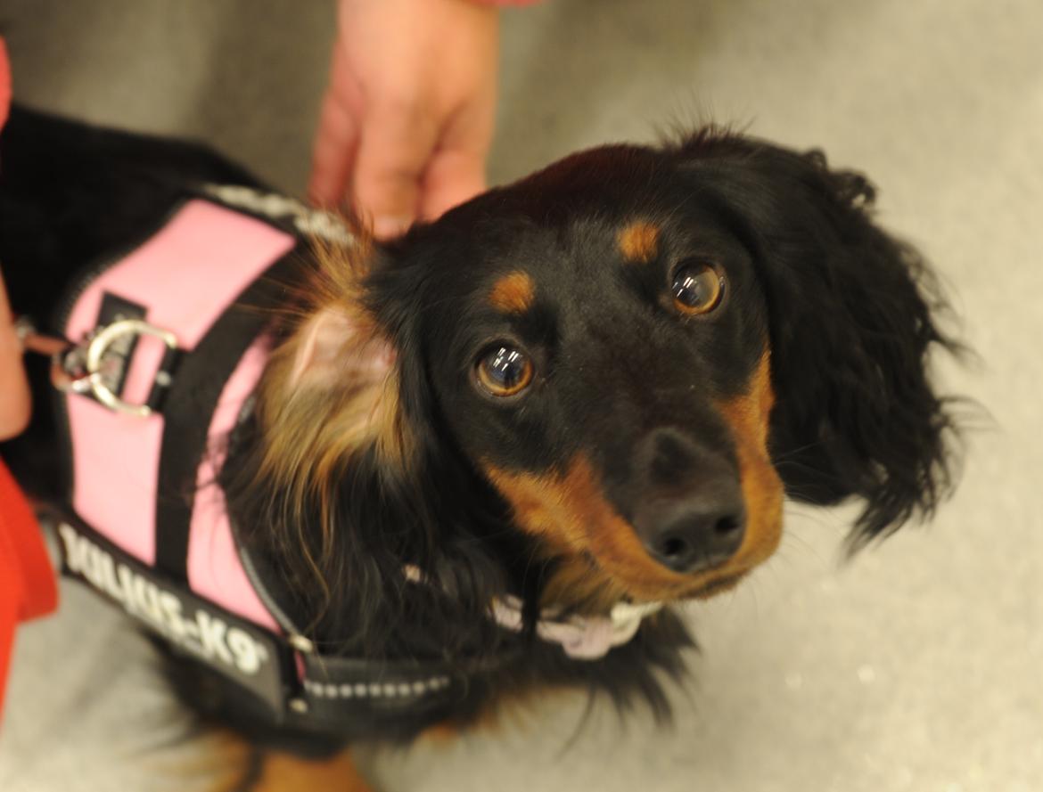 Gravhund Lady Himmelhund  billede 20