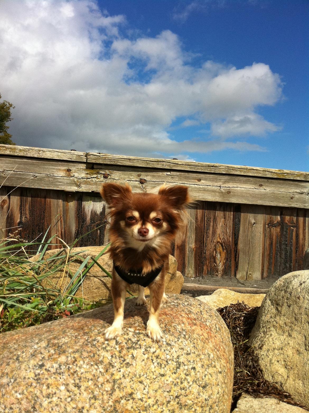 Chihuahua Barbie - Barbie på stranden. 2011 billede 3