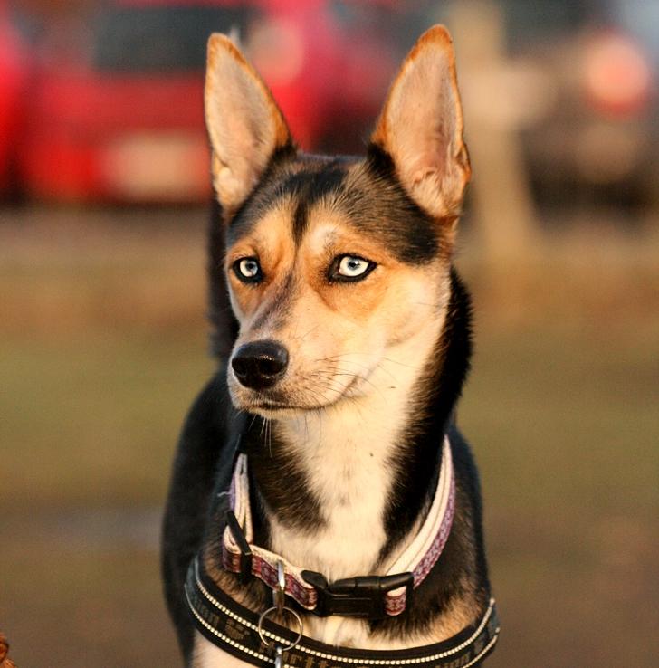 Blanding af racer Nishka billede 8