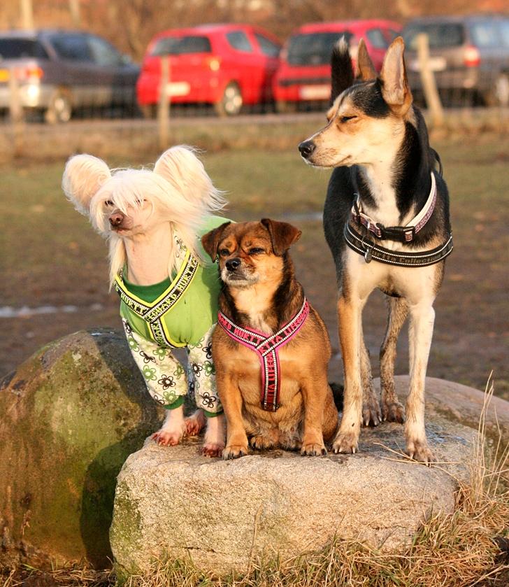 Blanding af racer Nishka billede 9