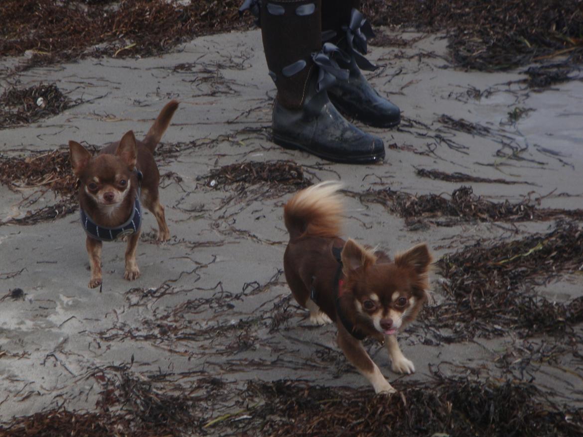 Chihuahua Barbie - Barbie i fuld vigør på stranden, sammen med sin lille fætter Mr. T . Billedet er fra 2010 billede 7