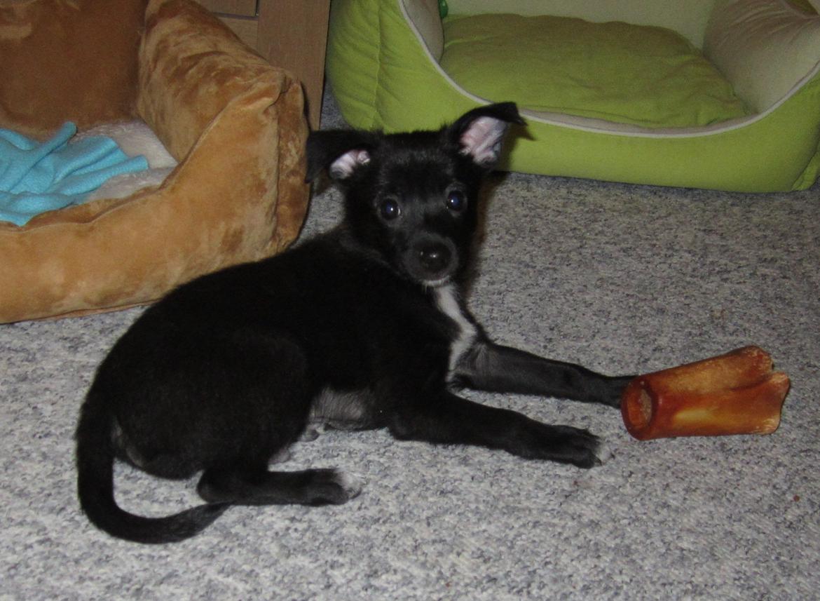 Blanding af racer Skipper billede 1