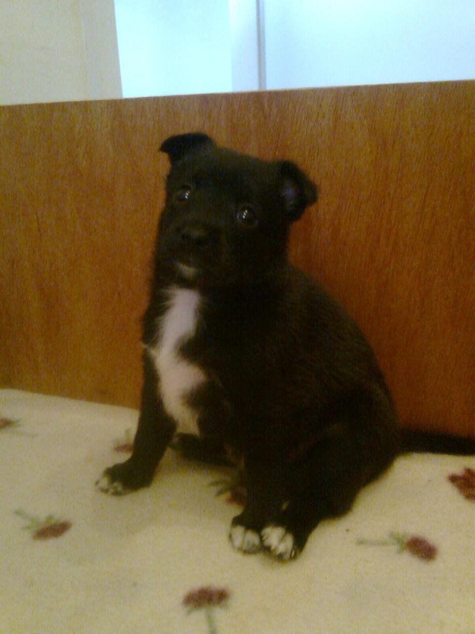 Blanding af racer Skipper billede 2