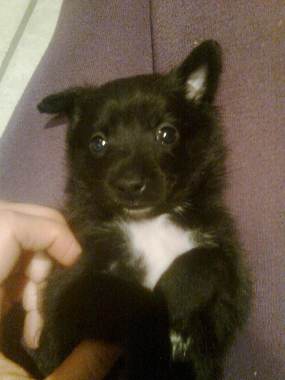 Blanding af racer Skipper billede 3