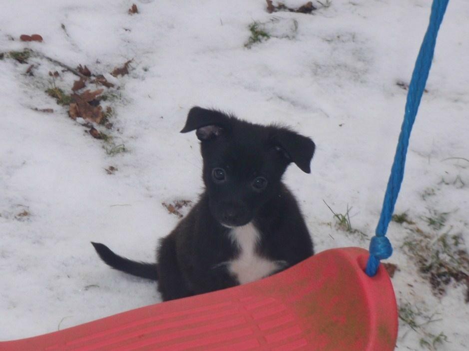 Blanding af racer Skipper billede 4