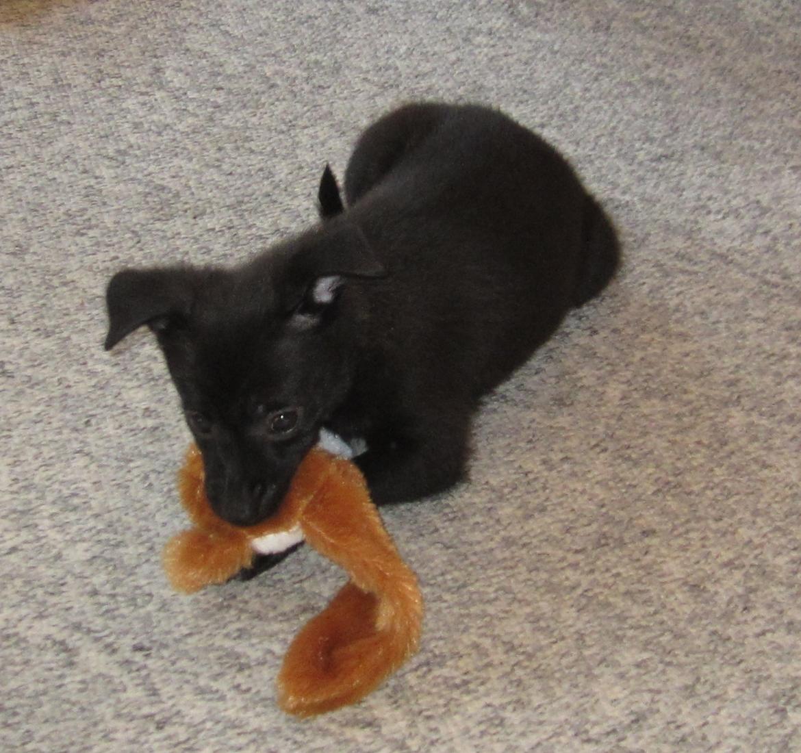 Blanding af racer Skipper billede 5