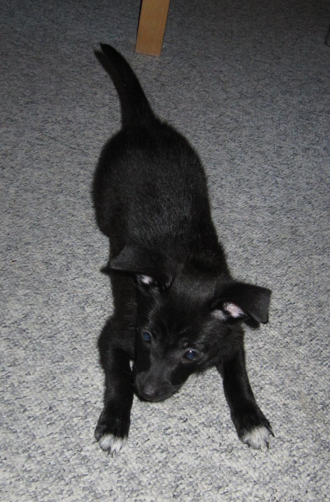 Blanding af racer Skipper billede 6