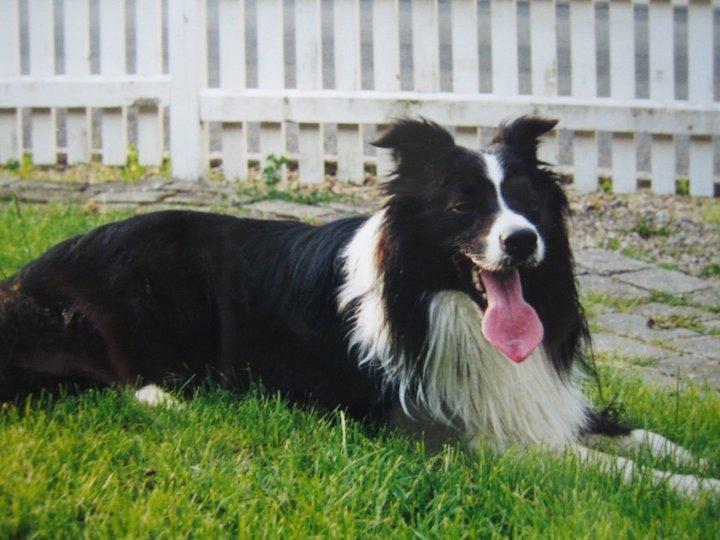 Border collie ****** Kian star bright Robin (Lucky) billede 1