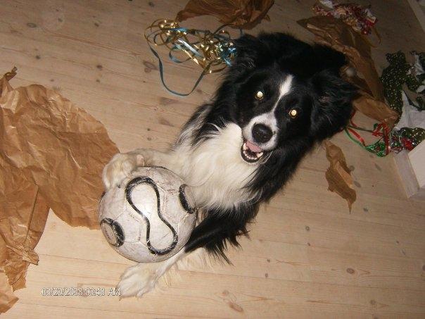 Border collie ****** Kian star bright Robin (Lucky) billede 2