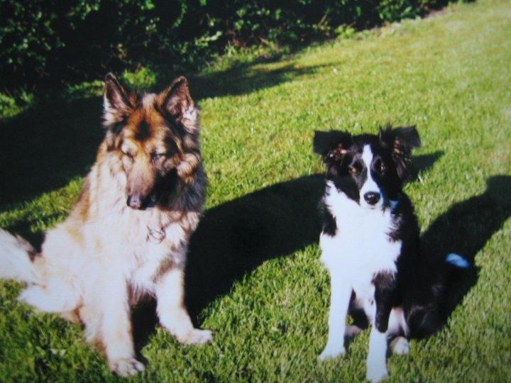 Border collie ****** Kian star bright Robin (Lucky) billede 3
