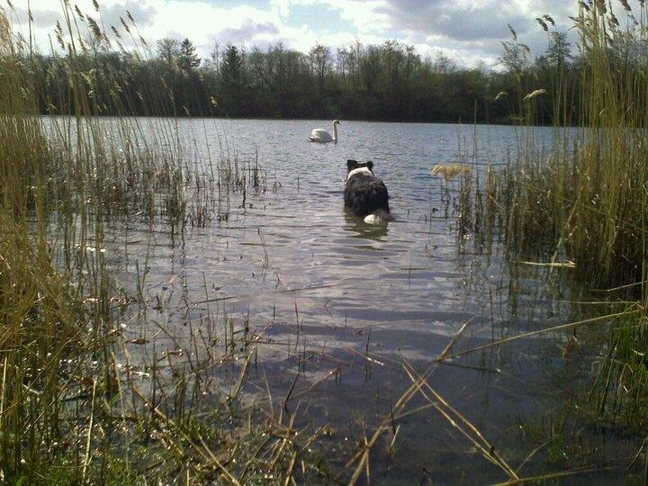 Border collie ****** Kian star bright Robin (Lucky) billede 4