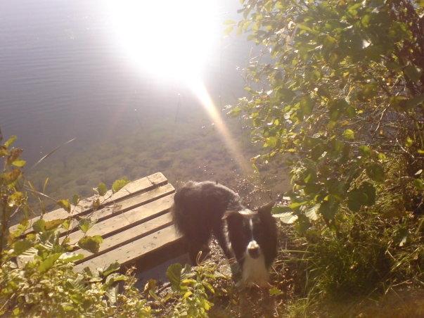 Border collie ****** Kian star bright Robin (Lucky) billede 5