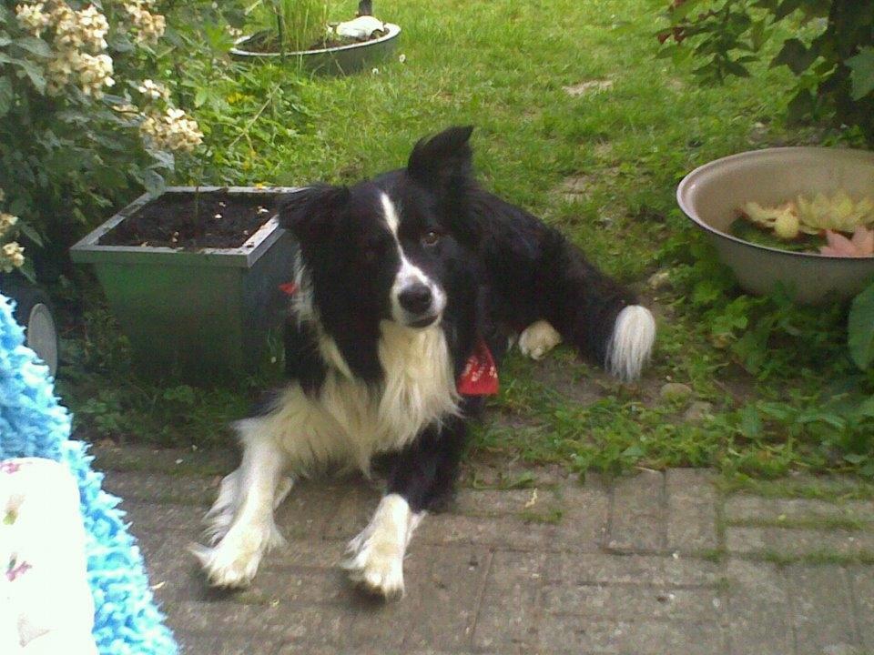 Border collie ****** Kian star bright Robin (Lucky) billede 6