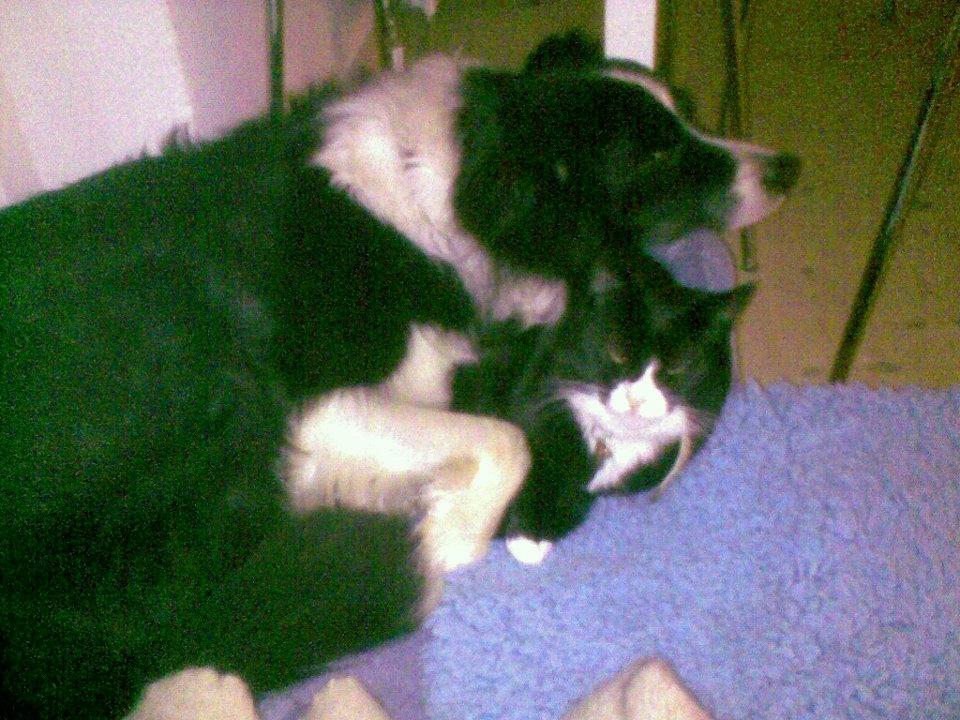 Border collie ****** Kian star bright Robin (Lucky) billede 7