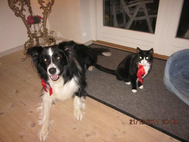Border collie ****** Kian star bright Robin (Lucky) billede 8