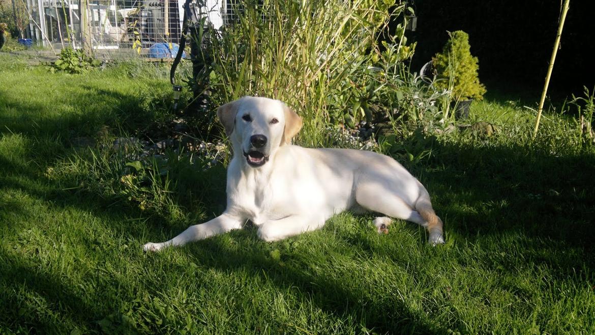 Labrador retriever Nala billede 1