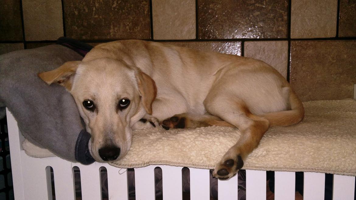 Labrador retriever Nala billede 2