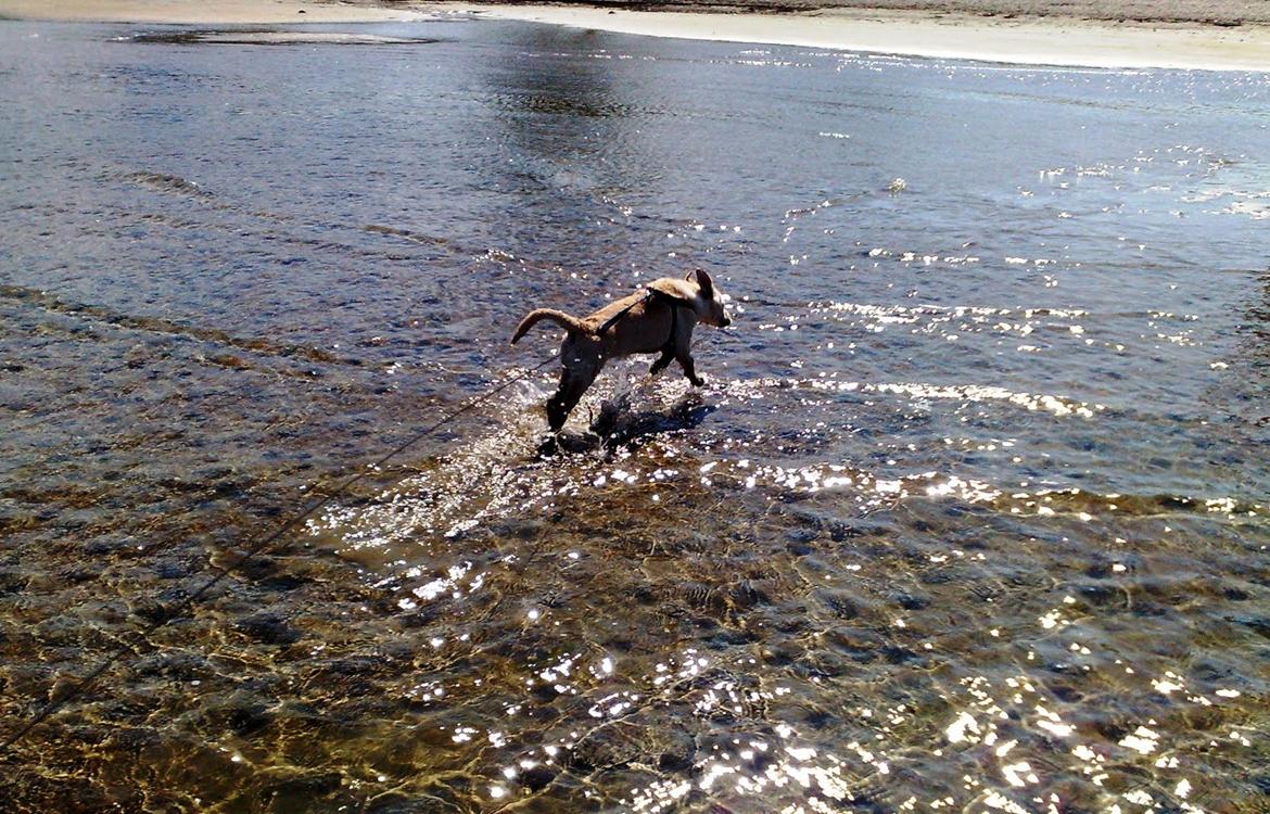 Labrador retriever Nala billede 3