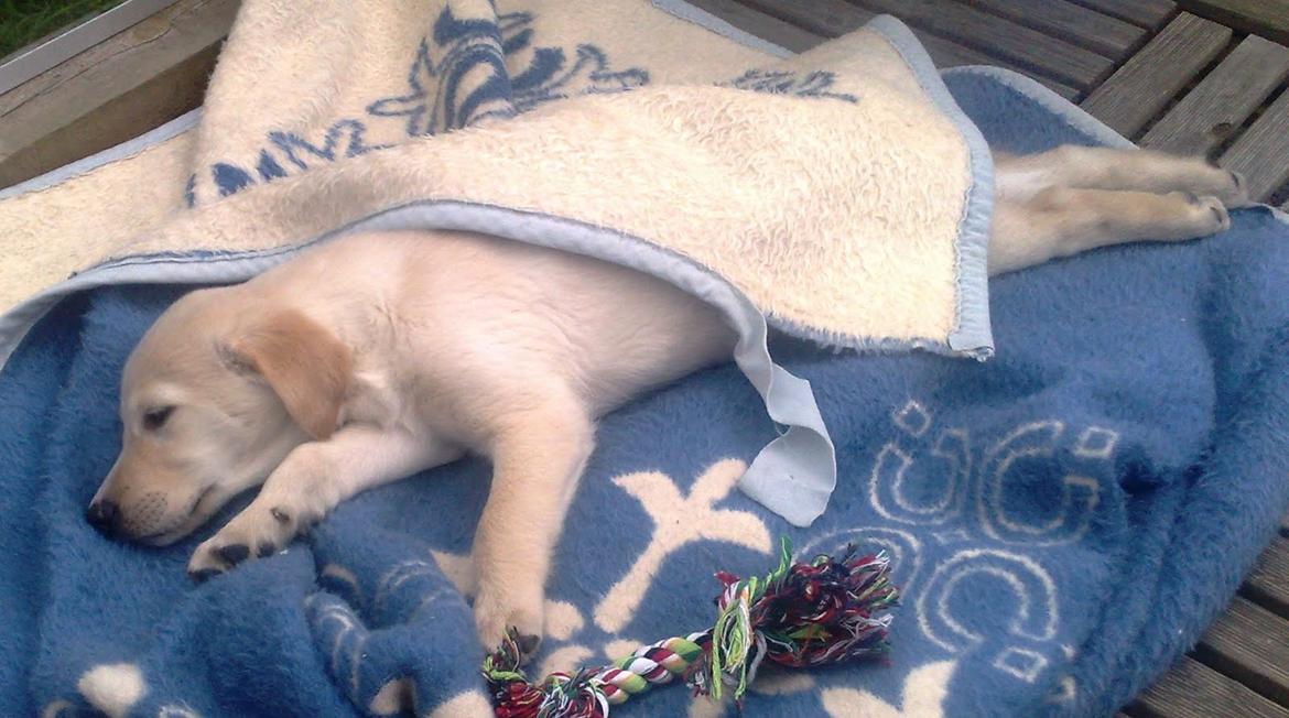 Labrador retriever Nala billede 4