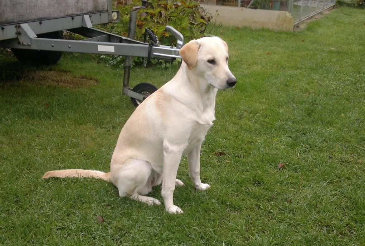 Labrador retriever Nala billede 5