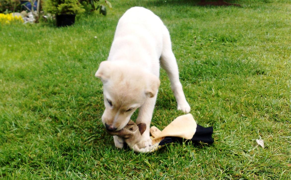 Labrador retriever Nala billede 6