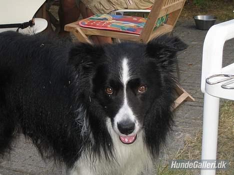 Border collie ****** Kian star bright Robin (Lucky) billede 9