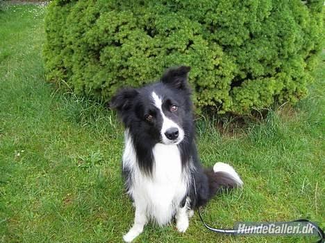 Border collie ****** Kian star bright Robin (Lucky) billede 10